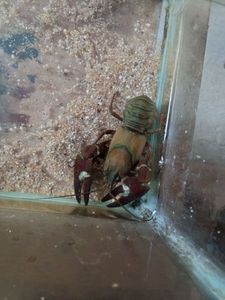 American Signal Crayfish