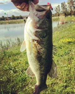 Largemouth Bass