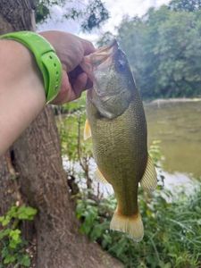 Largemouth Bass