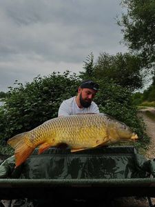 Common Carp