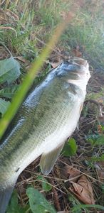 Largemouth Bass