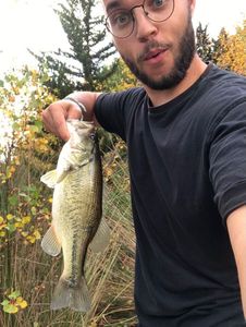 Largemouth Bass