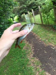 European Perch