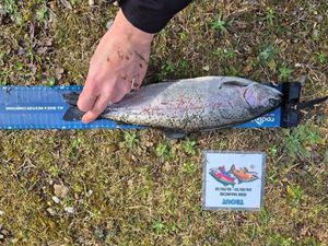 Rainbow Trout