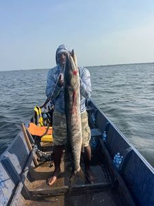 Great Barracuda