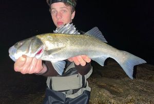 European Bass (Seabass)