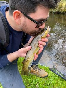 Brown Trout