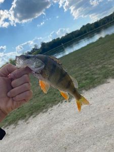 European Perch