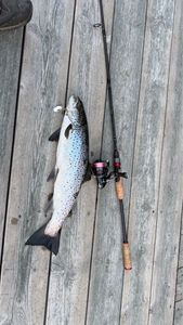 Lake Trout