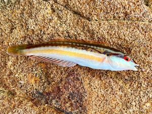 Mediterranean Rainbow Wrasse
