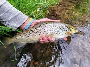 Brown Trout