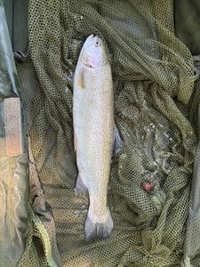 Rainbow Trout