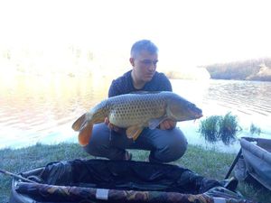Common Carp