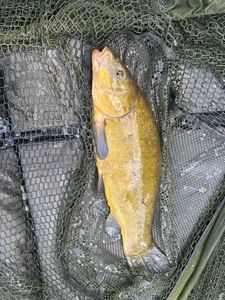 Tench