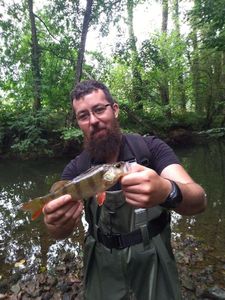 European Perch