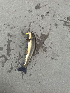 Longnose sucker