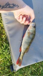 European Perch