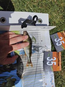 European Perch