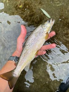 Brown Trout