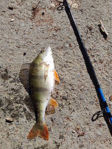 European Perch