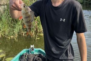 European Perch