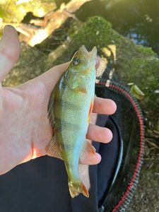 European Perch