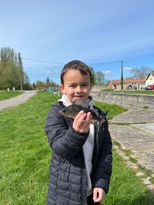 European Perch