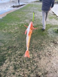 Grey Gurnard
