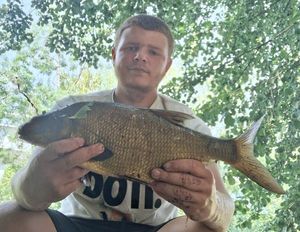 Common Bream
