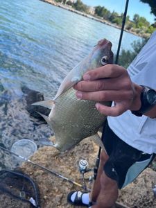 Common Bream