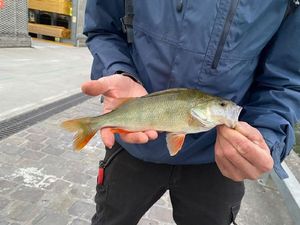 European Perch