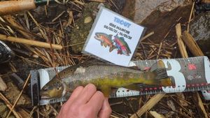 Brown Trout