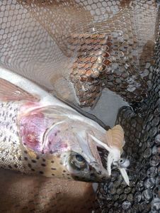 Rainbow Trout
