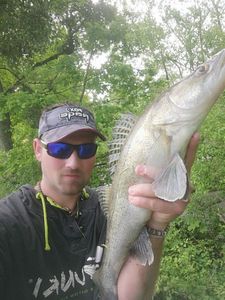 Zander