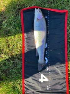 Rainbow Trout