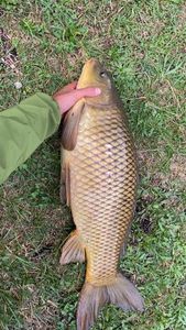 Common Carp