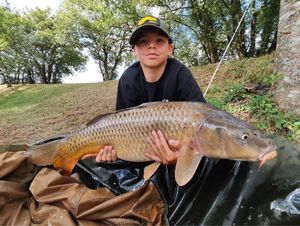 Common Carp