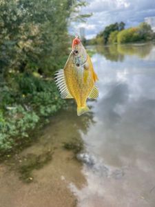 Green Sunfish