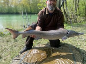 Sturgeon