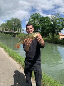European Perch