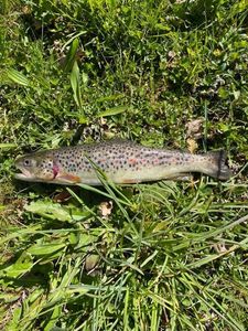 Brown Trout