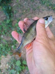 European Perch