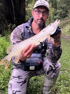 Northern Pike