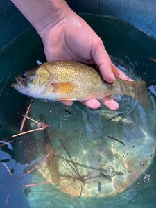 Largemouth Bass