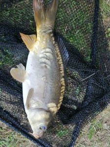 Mirror Carp