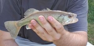 European Perch