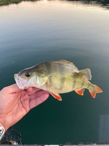 European Perch