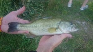 Smallmouth Bass