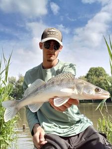 Zander