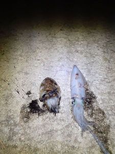 Common Cuttlefish
